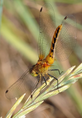 Female
2011_07_08_CO